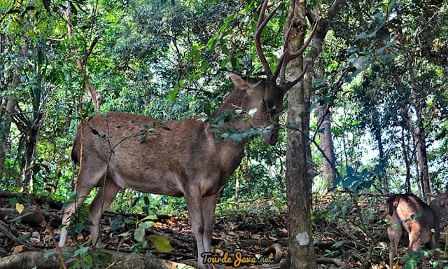 Cagar Alam Pananjung